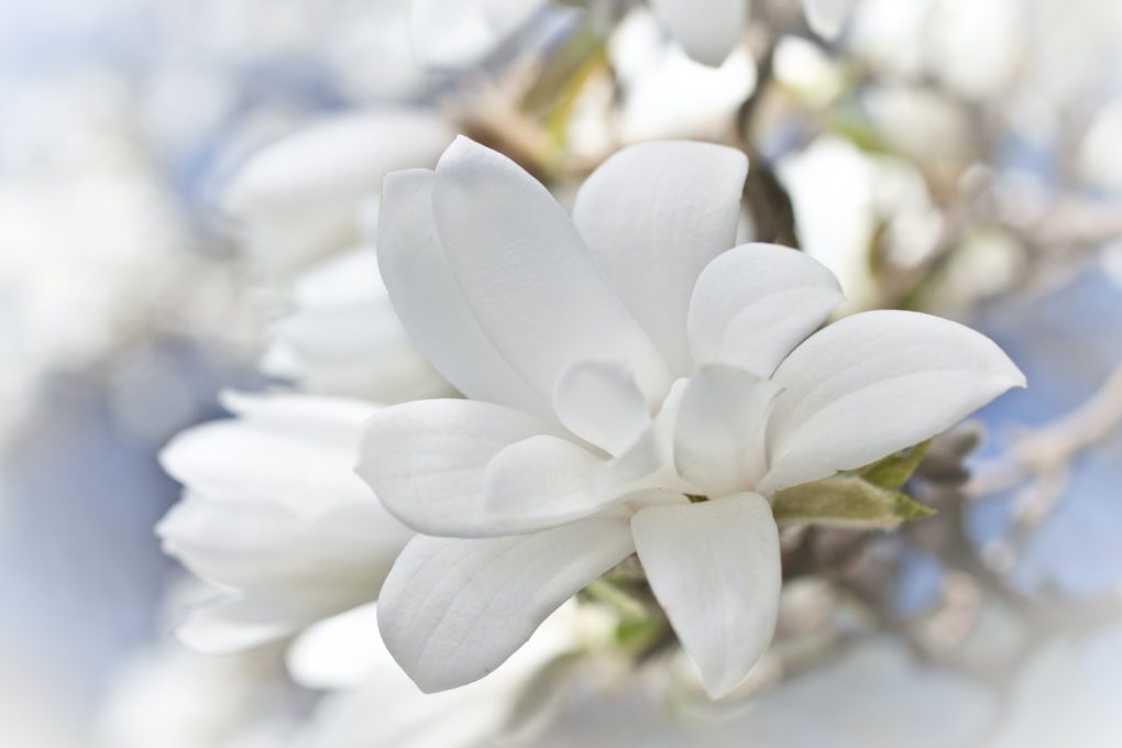 Beautiful magnolia blossom
